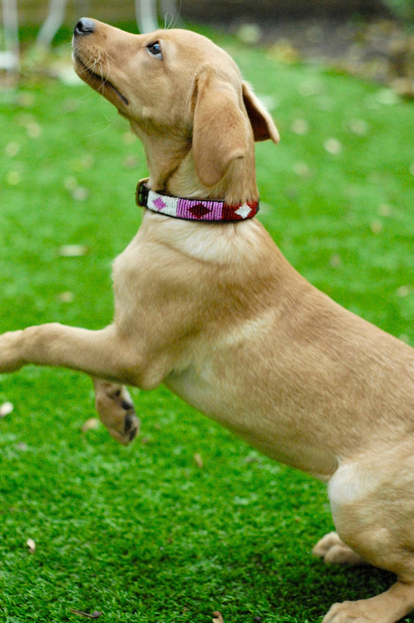 Dog Collar | Diamond Pink