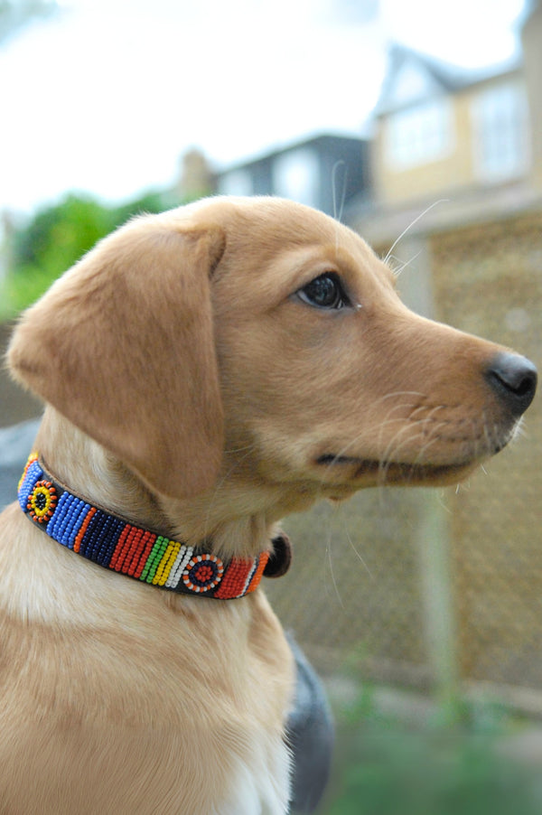 Dog Collar | Maasai Multi